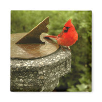 Cardinal in Central Park magnets by jarisley329 Cardinal in Central Park magnets