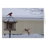 Cardinal in Flight