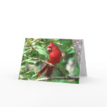 Cardinal in Holly