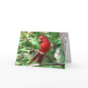 Cardinal in Holly