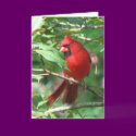 Cardinal in Holly Card