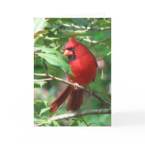 Cardinal in Holly Card