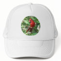 Cardinal in Holly hats