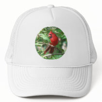Cardinal in Holly hats by naturegirl7 Cardinal in Holly hats
