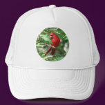 Cardinal in Holly hats