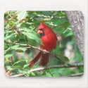 Cardinal in Holly mousepads