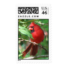 Cardinal in Holly Postage stamp