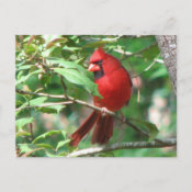 Cardinal in Holly Postcard postcard
