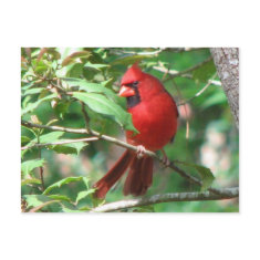 Cardinal in Holly Postcard postcard