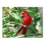 Cardinal in Holly Postcard