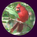 Cardinal in Holly Sticker stickers