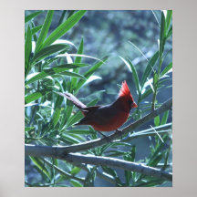 Cardinal in Oleander Poster