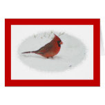 Cardinal in Snow