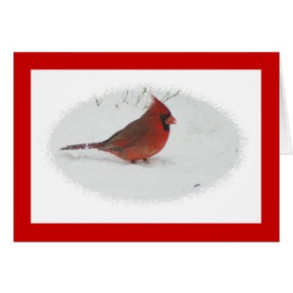 Cardinal in Snow card