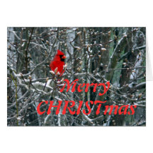 Cardinal in Snow