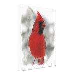 Cardinal in Snow Canvas Print