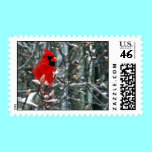 Cardinal in Snow postage