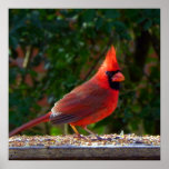 Cardinal in Sunlight posters