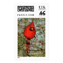 Cardinal in the Cold postage