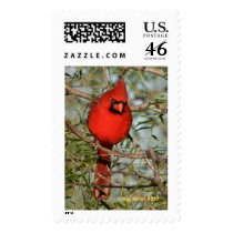 Cardinal in the Cold postage