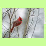 Cardinal in the Snow cards