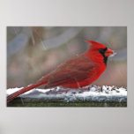 Cardinal in the snow posters