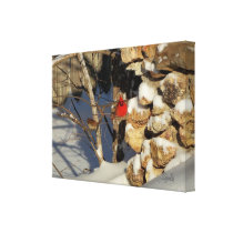 Cardinal in the Snow Stretched Canvas Prints
