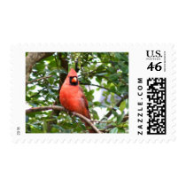 Cardinal in Tree postage