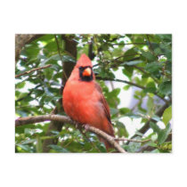 Cardinal in Tree postcards