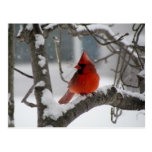 Cardinal in tree postcard postcards