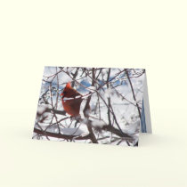 Cardinal in Winter