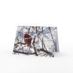 Cardinal in Winter