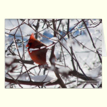 Cardinal in Winter cards