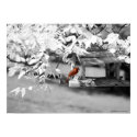 Cardinal Infrared posters