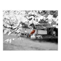 Cardinal Infrared posters by JoeMay Cardinal Infrared posters