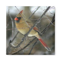 Cardinal magnets by amwesley Cardinal magnets
