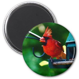 Cardinal Magnet magnet