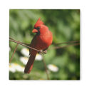 Cardinal magnets