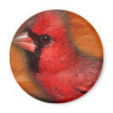 cardinal magnets
