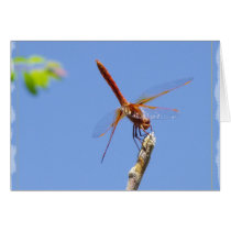 Cardinal meadowhawk dragonfly - Card