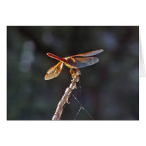 Cardinal meadowhawk dragonfly - Card