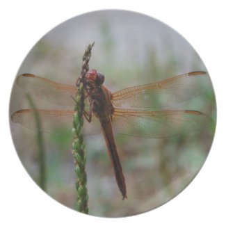 Cardinal Meadowhawk Dragonfly plate