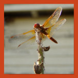 cardinal meadowhawk dragonfly, pond, cardinal