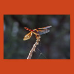 cardinal meadowhawk dragonfly, pond, cardinal