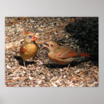 Cardinal Mom & Baby Poster posters