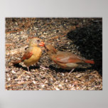 Cardinal Mom Feeds Baby Poster posters