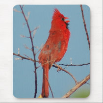 Cardinal mousepads