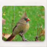 Cardinal Mousepad
