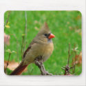 Cardinal Mousepad by sexycher Cardinal Mousepad