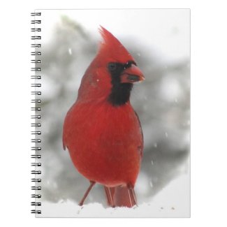 Cardinal